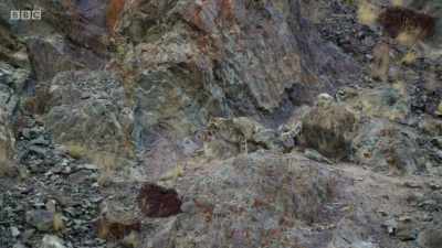 Snow leopards meet so infrequently - Planet Earth: A Celebration