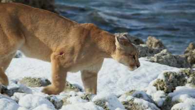 Snow makes the camouflage
on which she relies much less effective. - Seven Worlds, One Planet