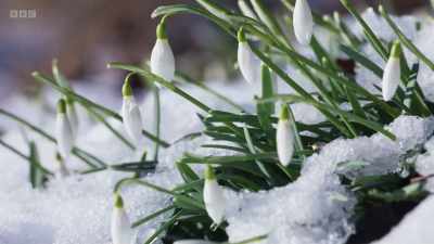Snowdrops are first, - Wild Isles