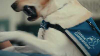 So a dog
can assist you with things - Inside the Mind of a Dog