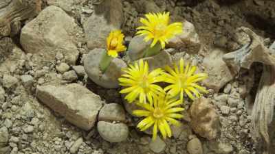 So for a few dangerous days, - The Green Planet