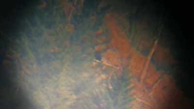  So for a human to be
 on that hillside, - Expedition Bigfoot