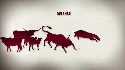 So a predator can't get to the calves - United States of Animals