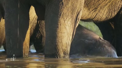 'So a trip to the river
means it's time to play. - A Year on Planet Earth