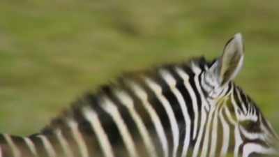 So, if a zebra's stripes
can confuse the cheetah - Attenborough's Life in Colour