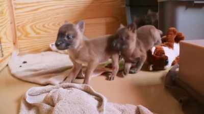 So about three weeks ago
we were so excited, - Secrets of the Zoo