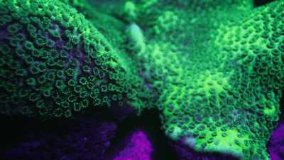 So they act as a sort of sunscreen
for the symbiont algae. - Attenborough's Life in Colour