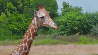 So, it actually cut
the blood supply off - Secrets of the Zoo