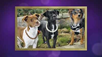 So we adopted both Guinness
and her sister, Toastie. - 2022 American Rescue Dog Show