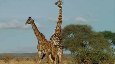 So again, this was something - The Woman Who Loves Giraffes