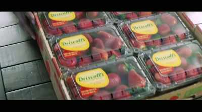 So all the plastic containers --
        berry containers, - The Story of Plastic