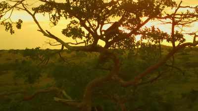 So, although each year the seasons
beat to the same rhythm, - Serengeti