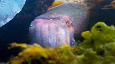So even among giant cuttlefish,
it seems, - Blue Planet II