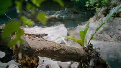 So this anole lizard
better tread carefully. - Super/Natural