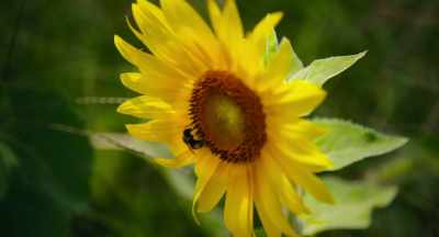 So any legislation like that
that comes up, - The Pollinators