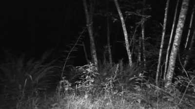 So if anything that's going
to pass through here, - Expedition Bigfoot