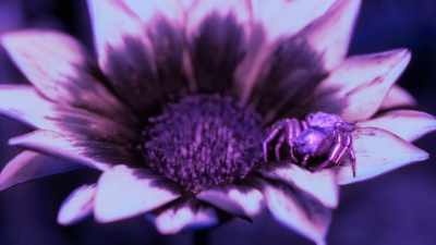 So she appears even more conspicuous
sitting on a flower. - Attenborough's Life in Colour