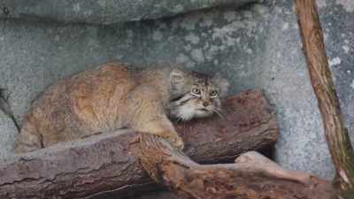 So, they are critically
important to make sure - Secrets of the Zoo