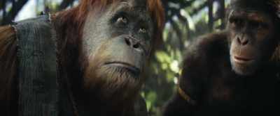 So they are important to me. - Kingdom of the Planet of the Apes