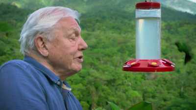 So, this artificial feeder
is a big success. - Attenborough's Life in Colour