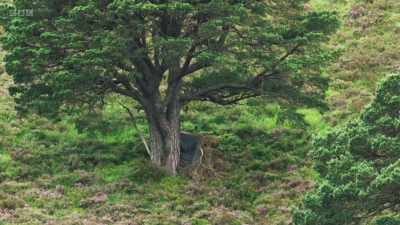 So, at the moment,
I can see in the tree... - Wild Isles