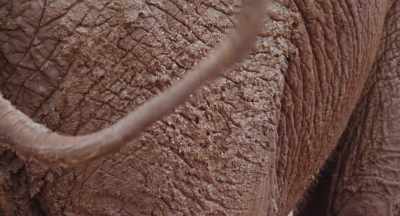 So when Athena's family move on, - The Elephant Queen