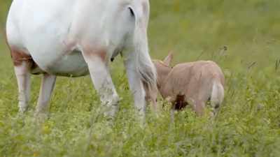 So babe counts, her baby counts,
their grandchildren count. - Secrets of the Zoo