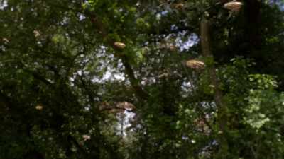So, for bees,
there's no ambiguity here. - Cosmos: Possible Worlds