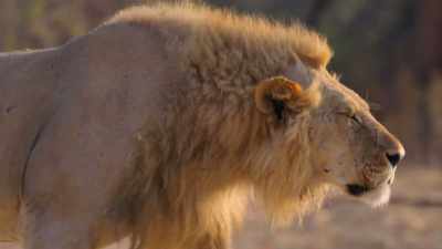 So both predators and prey
head for the rivers. - Our Planet