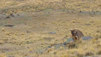 So, to break the ice, - The Secret Lives of Animals