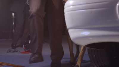 So they brought in a dog that
is specifically trained to react - Casey Anthony: An American Murder Mystery