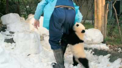 So we brought in snow
fo see how they respond. - Pandas