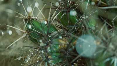 So, cacti have developed
extraordinary adaptations - The Green Planet