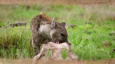 So they can consume bone
and extract nutrients from it - Magic of Disney's Animal Kingdom