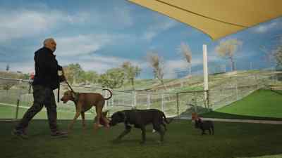 So can she do it? Yes, of course. - Cesar Millan: Better Human, Better Dog