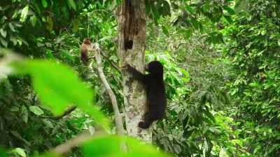 So they can shimmy up a tree in no time - The Secret Lives of Animals