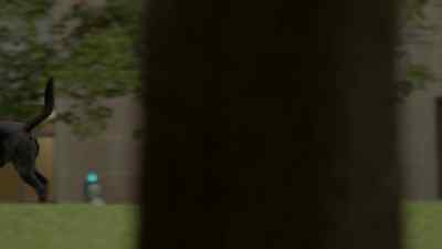 So, this cat, he's smaller, - Kim's Convenience