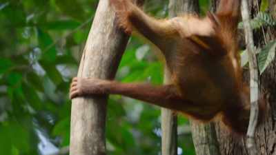So climbing is the most
important skill to master. - The Secret Lives of Animals