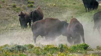 So Colter asked Lewis and Clark - Yellowstone: One-Fifty
