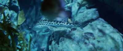 So come, step into
that world of wonder. - Aquarium of the Dead