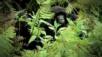 SO COULD THIS BE A GORILLA? - Strange Evidence