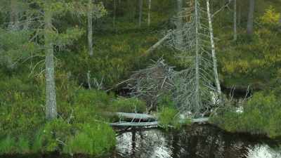 So they create a dam
to extend their waterways into the woods. - Wild Nordic