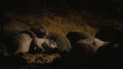 So her cubs are left unguarded
for hours at a time. - Prehistoric Planet