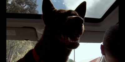 So we decided to take
the dog on the road. - Koko: A Red Dog Story
