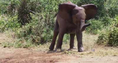 So she decides to save face
by taking it out on a dove. - The Elephant Queen