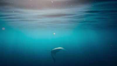 So, devil rays in Mexico's Sea of Cortez - Super/Natural