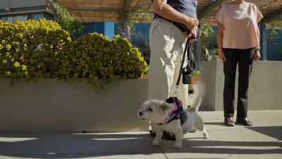 So do you know what is happening here? - Cesar Millan: Better Human, Better Dog