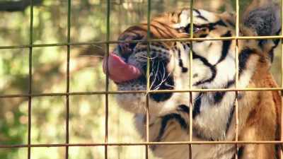 So Doc Antle, when he was
referring to Big Cat Rescue, - Trafficked with Mariana van Zeller