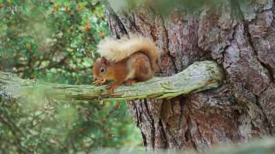 ..so she does the one thing
a red squirrel usually avoids. - Wild Isles