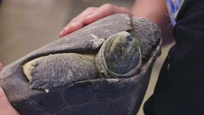 So, during one of george's
first exams, - Secrets of the Zoo